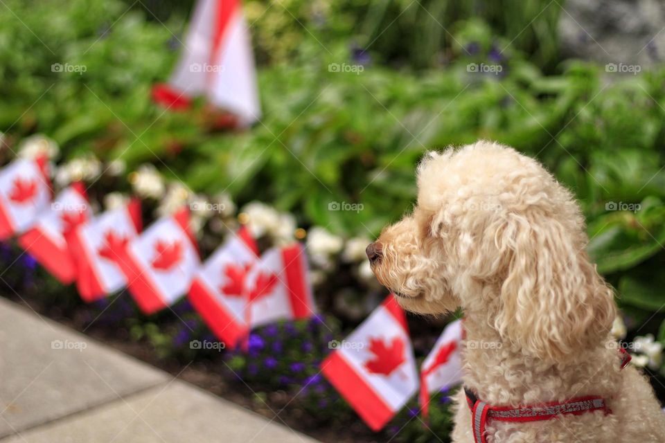 Canada is pet loving & friendly country.. Rescue pets from other country bring home to Canada for adoptions..