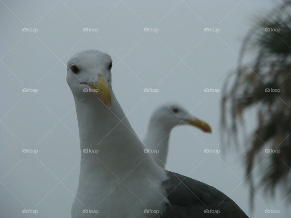 Seagulls. Seagulls at the corner 