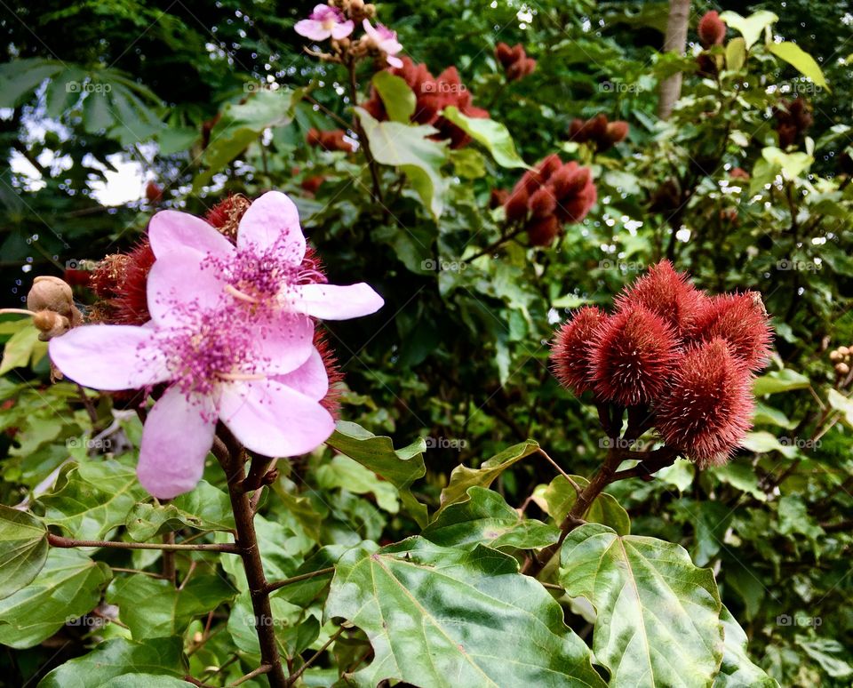 🌹 🇺🇸 Very beautiful flowers to brighten our day.  Live nature and its beauty. Did you like the delicate petals? / 🇧🇷 Flores muito bonitas para alegrar nosso dia. Viva a natureza e sua beleza. Gostaram das pétalas delicadas? 