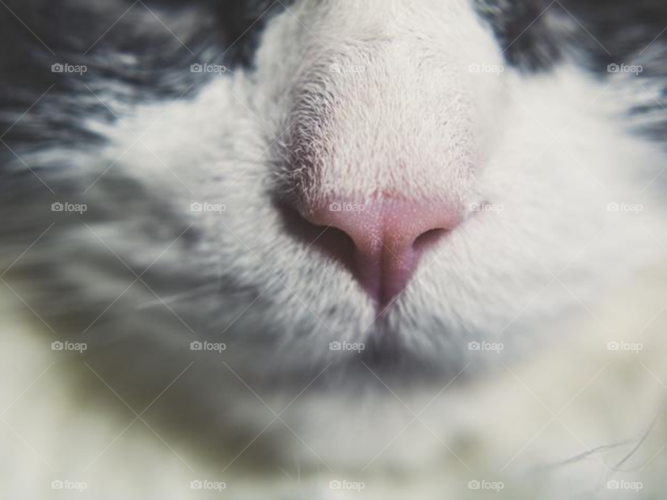 Cat Nose