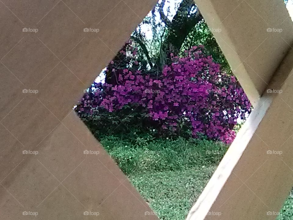 flower through lattice