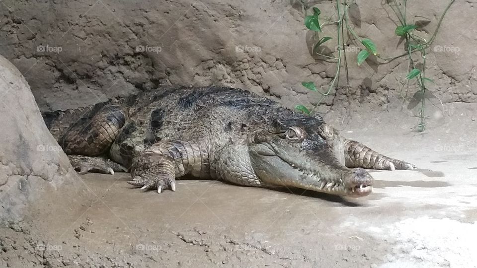 Alligator