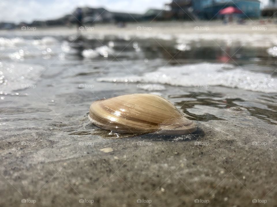 Surf clam caught in the receding tide on Oak Island beach, NC