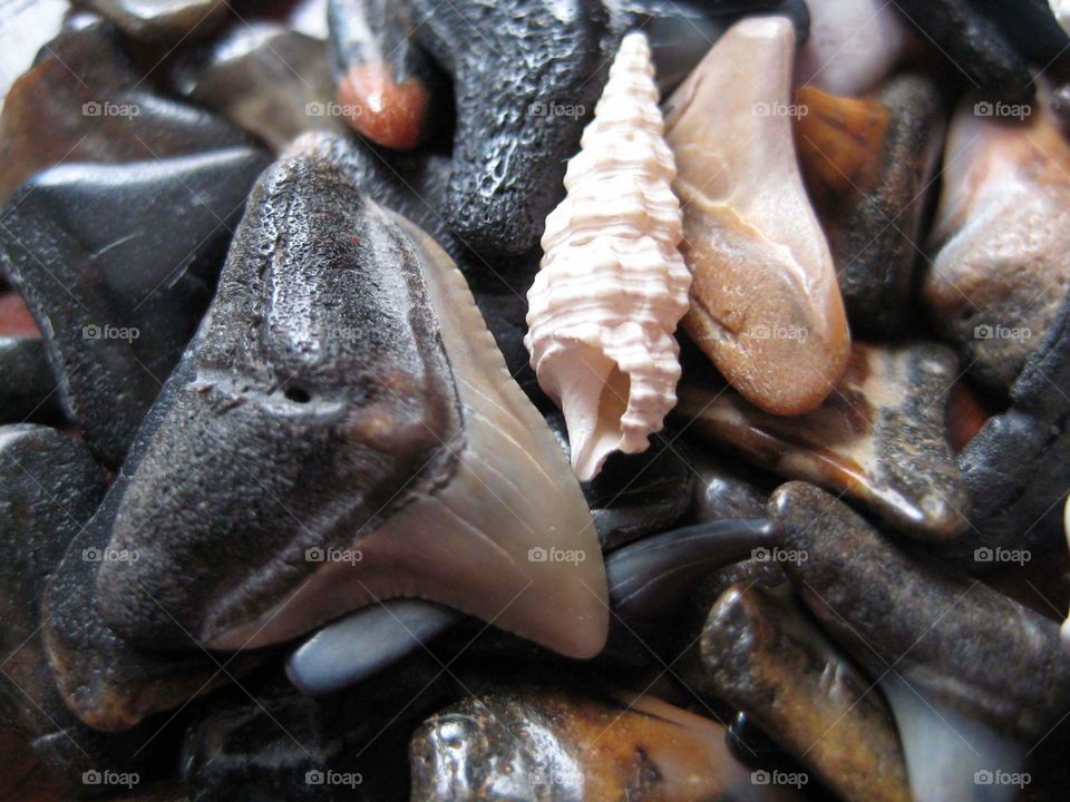 Close-up seashells with shark tooth