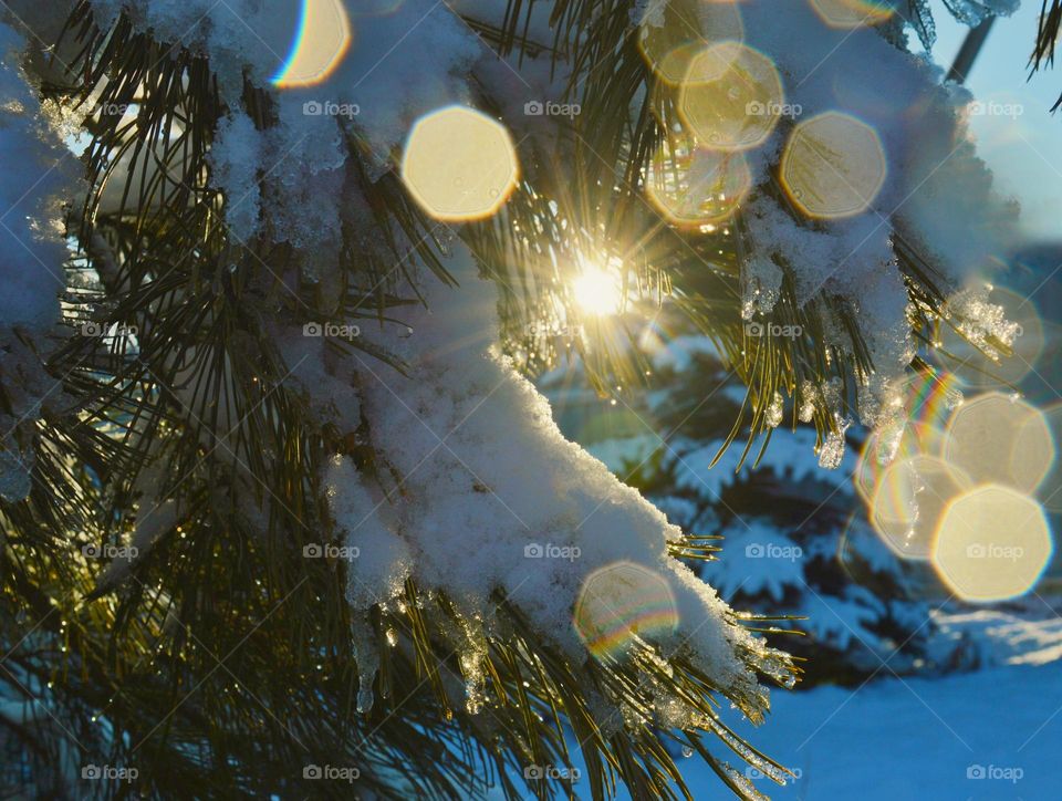 the sun shines through the thick snow-covered spruce branches