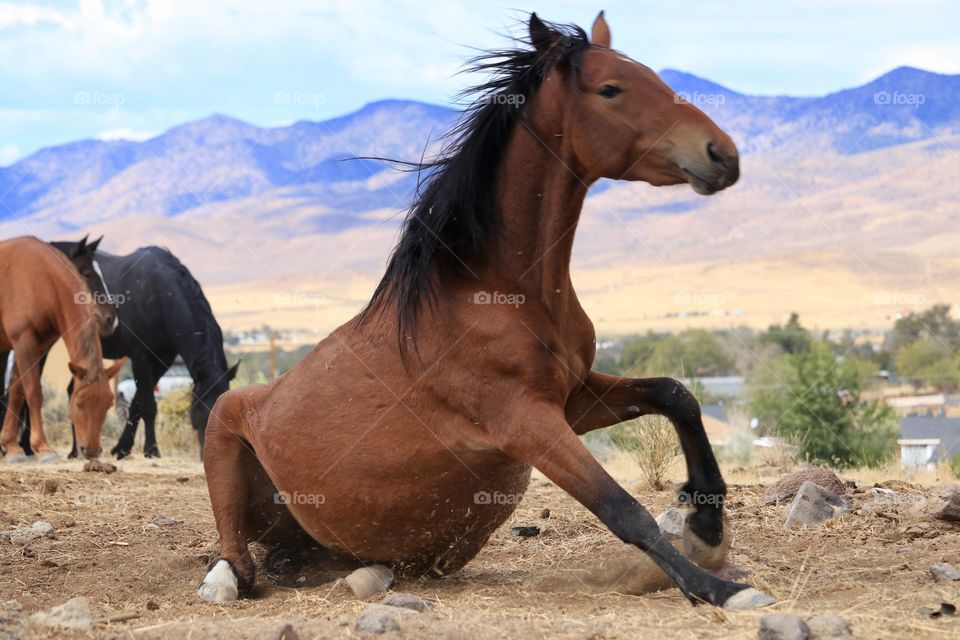 American wild mustang mare getting up to her feet