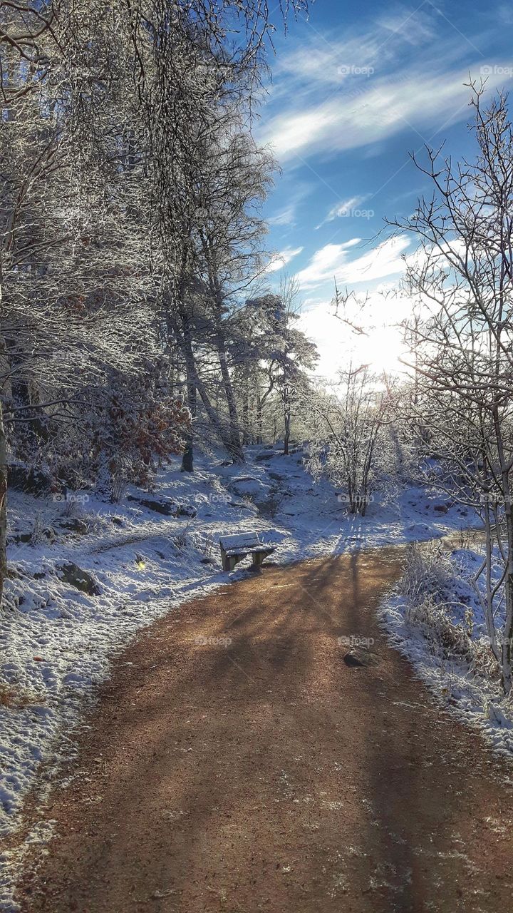 Pathway in winter time