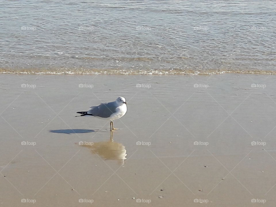 seagull at the shore