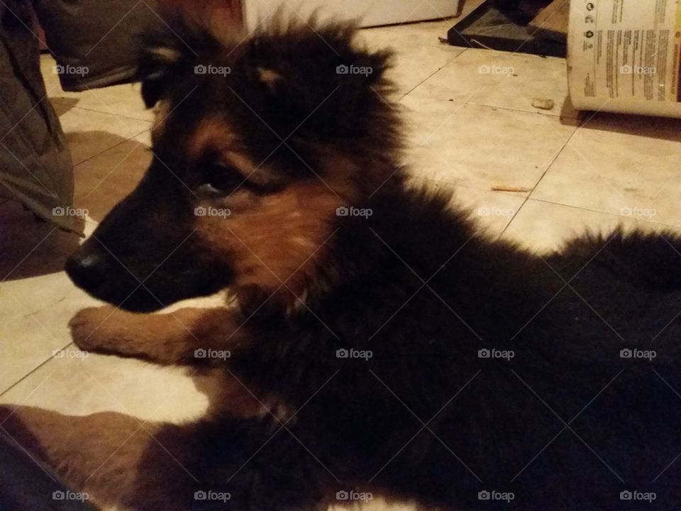 Dog, Canine, One, Mammal, Pet