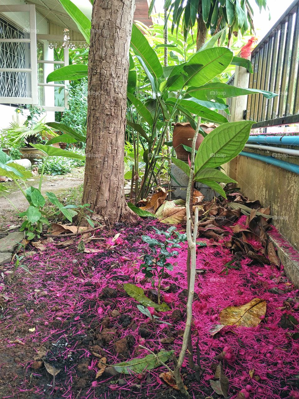 Natural pink mat