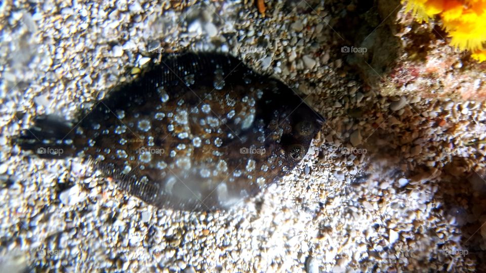 Musée Océanographique de Monaco