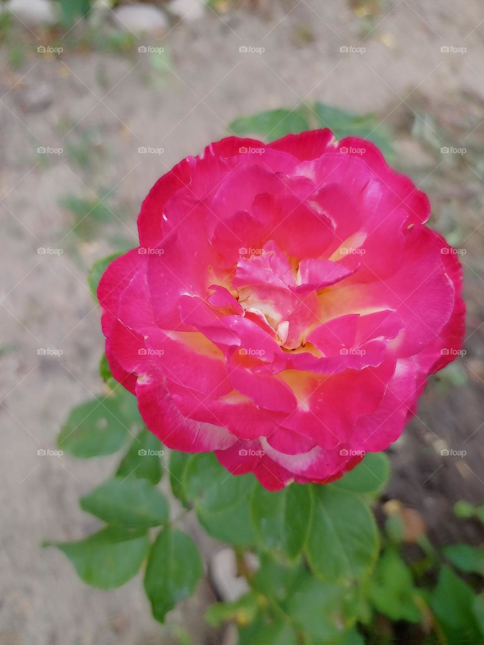 a delicate rose