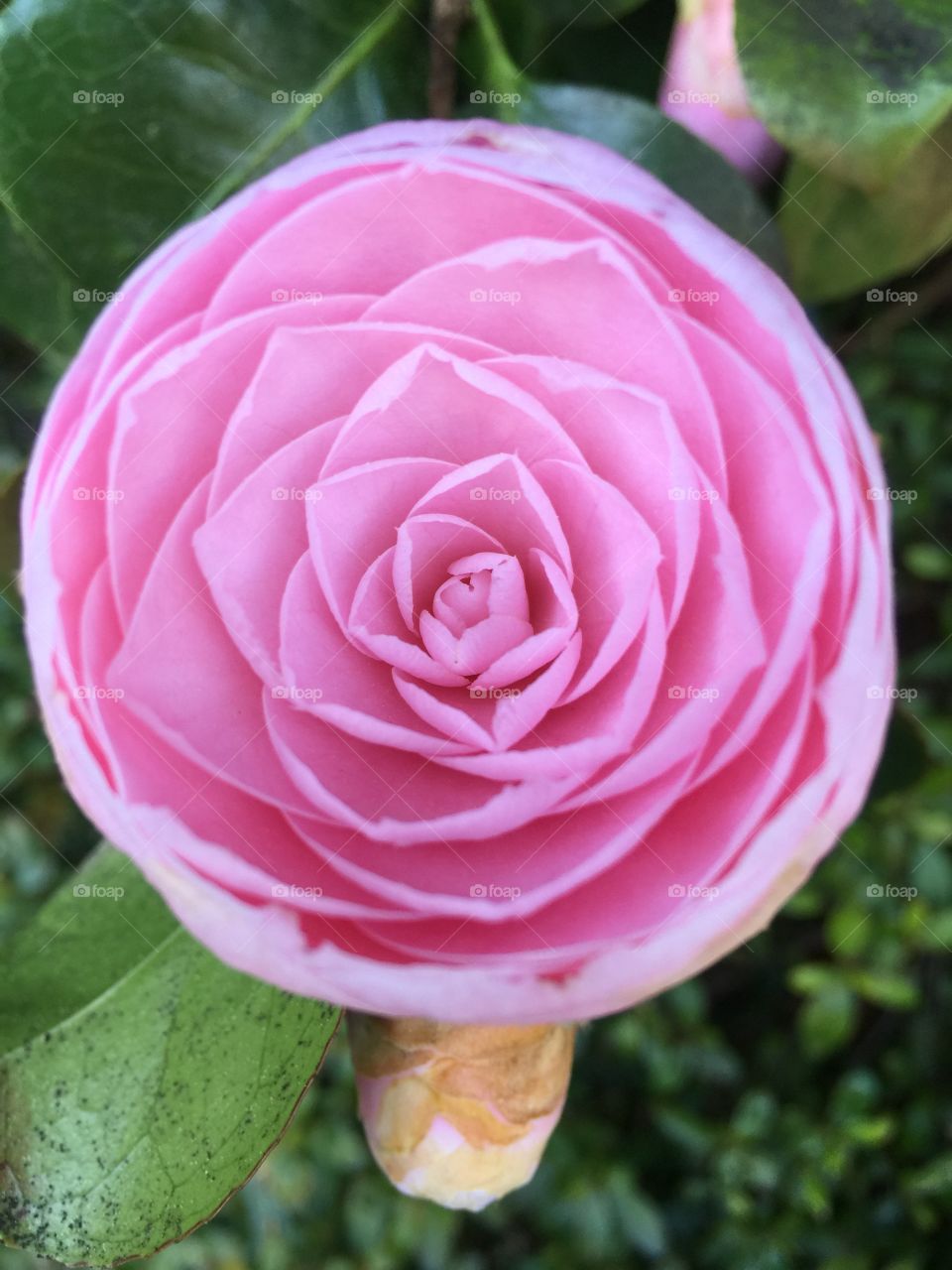 Spring rose perfection 