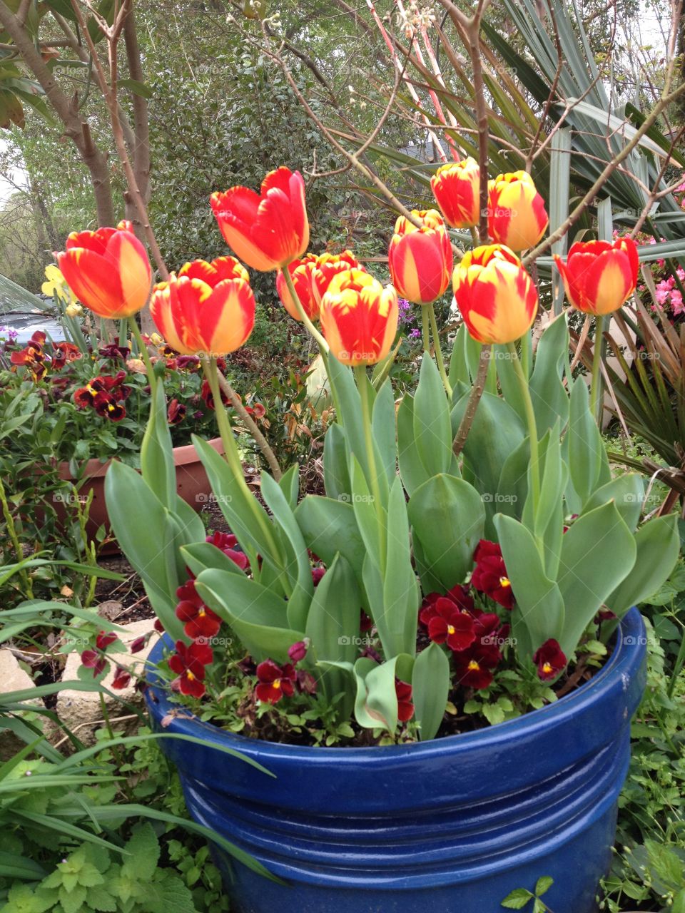 Red and yellow tulips