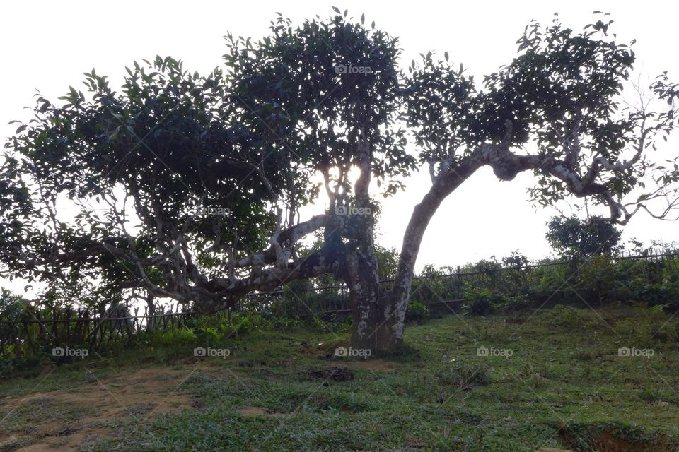 Hundred years old tea tree