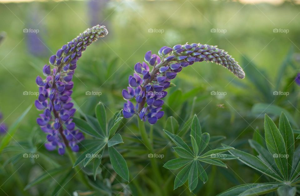 lupine