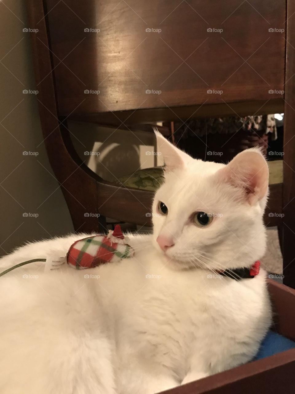 Cat and Christmas Mouse