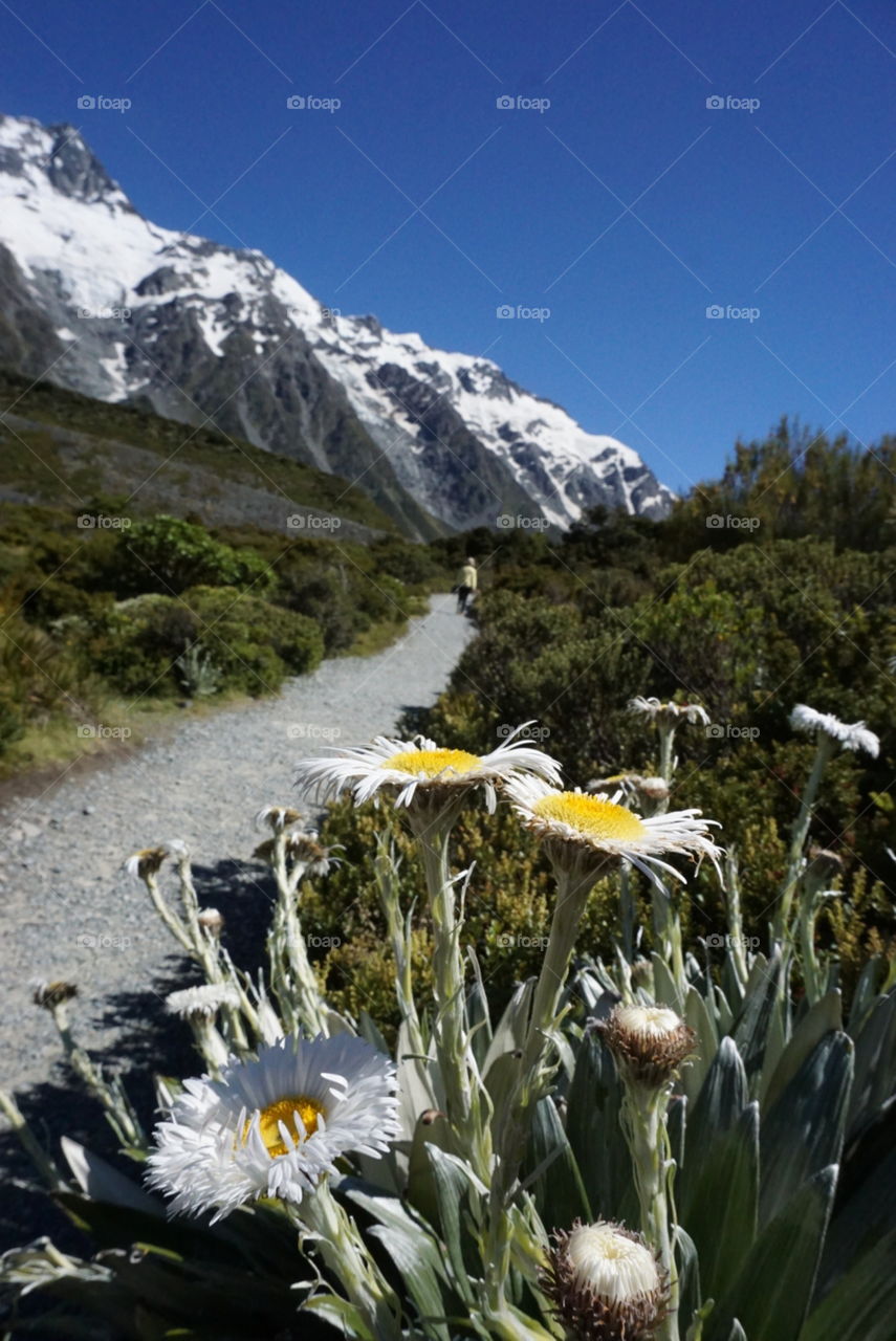 Flowers along hiking path with snowy mountain