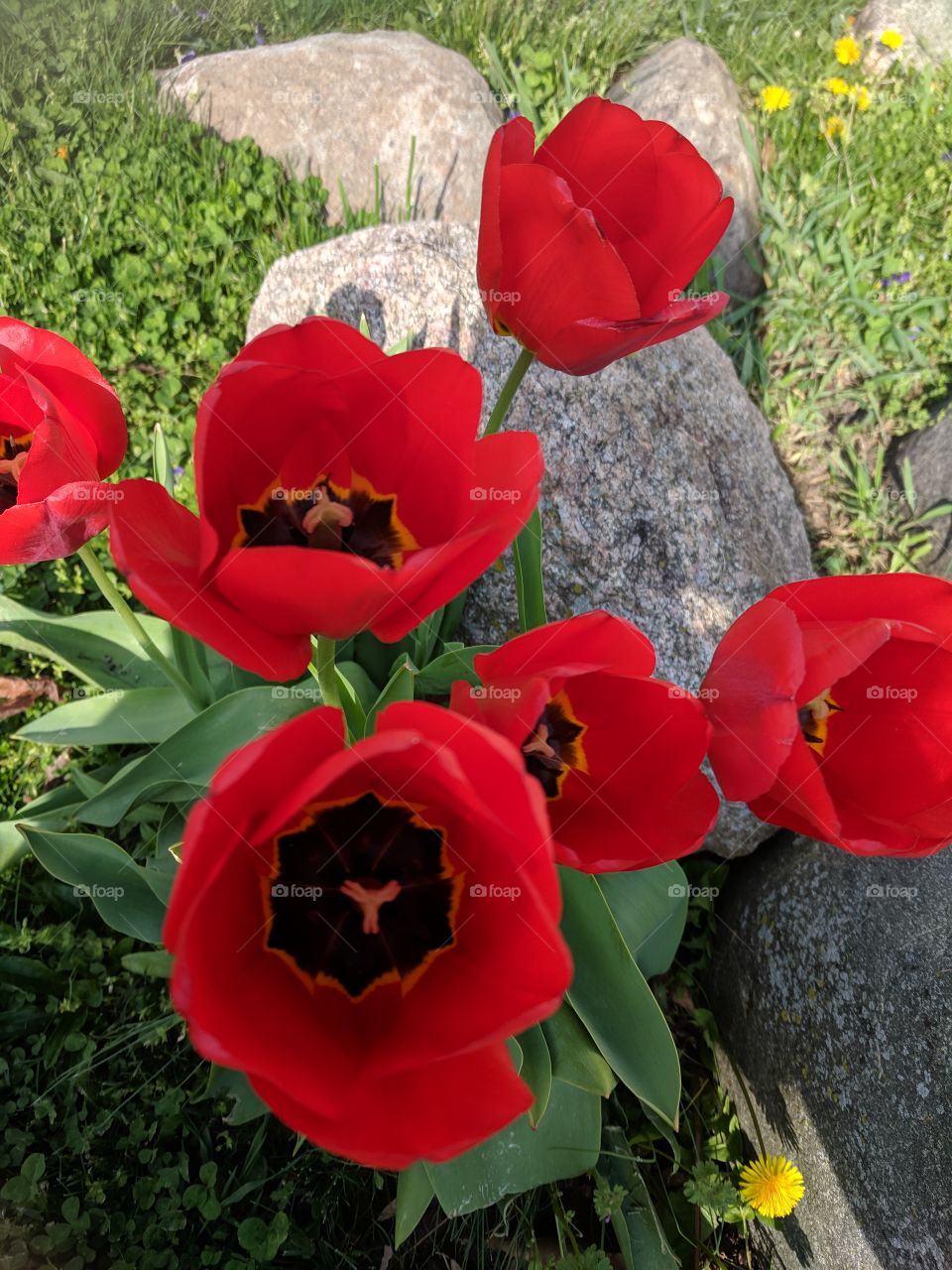 tulips