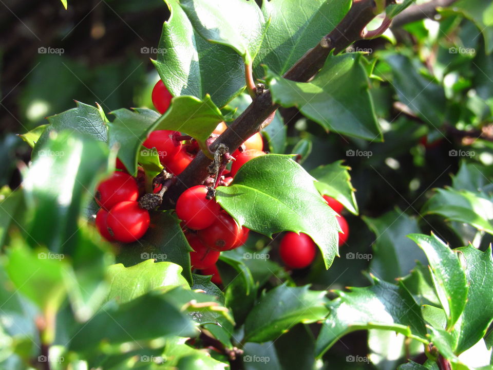 Holly Bush