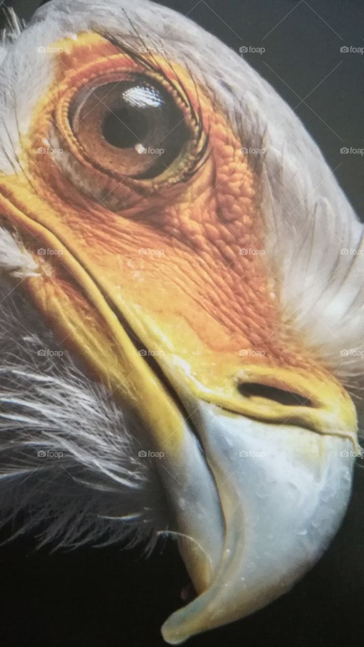 vulture eye