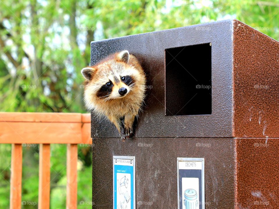 Wild animal (Racoon) in Canada