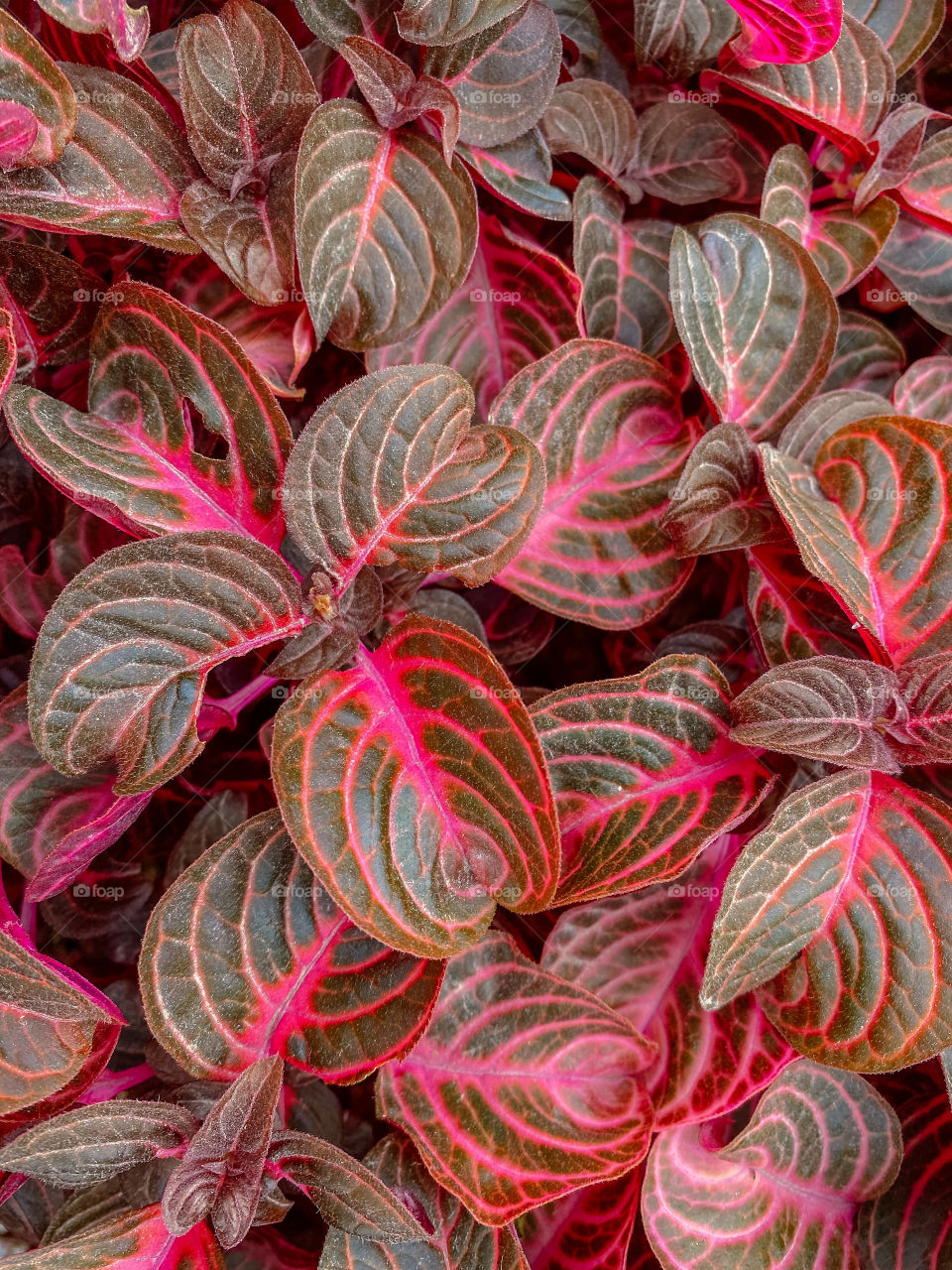 Plant with red / burgundy leaves