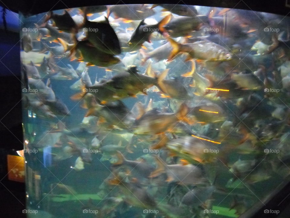 fish tank. a big fish tank in aquaria at Malaysia