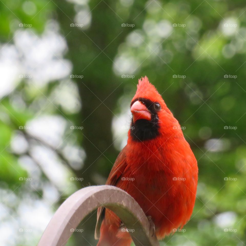 Northern Cardinal Male