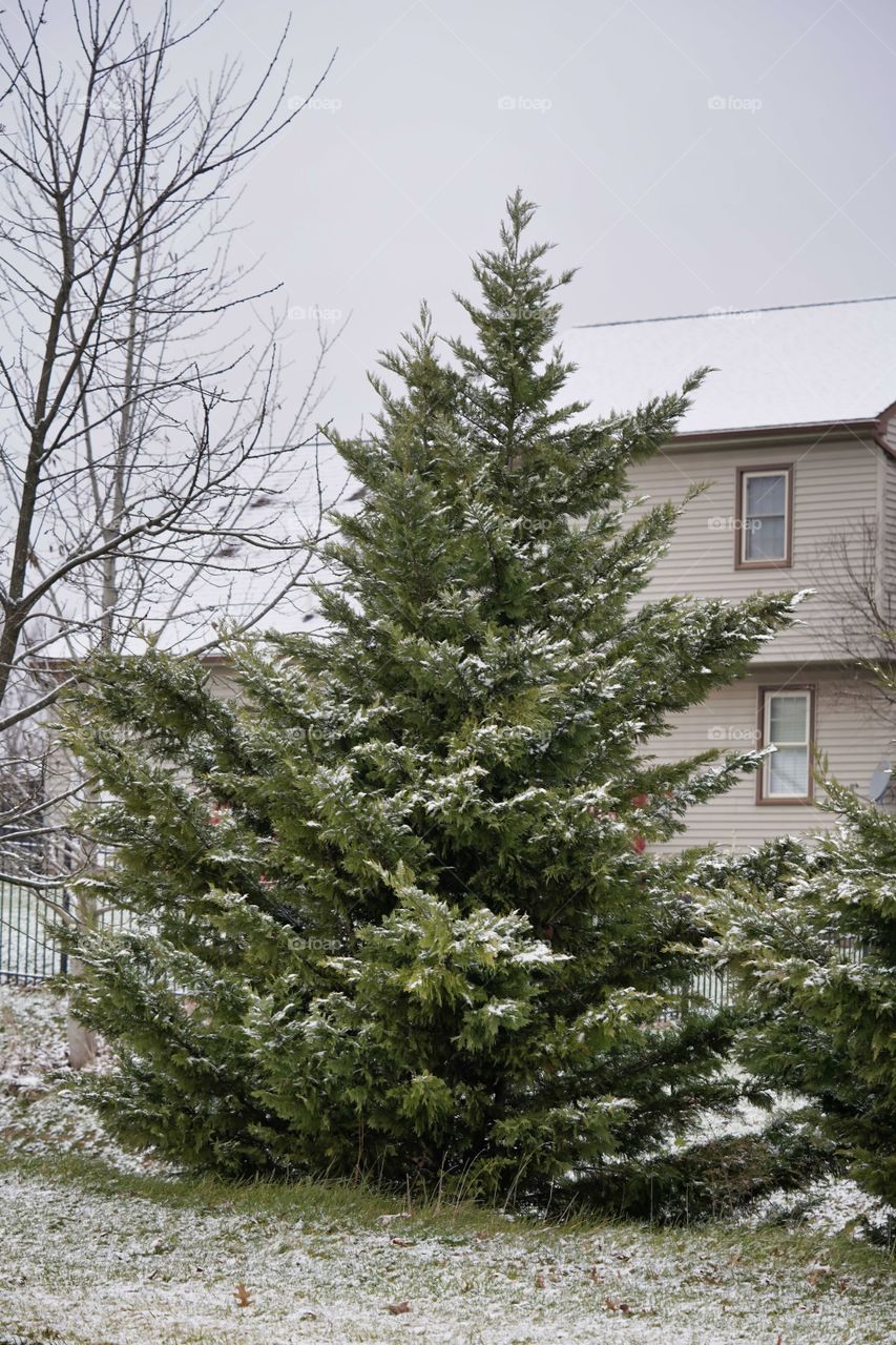 snow on tree