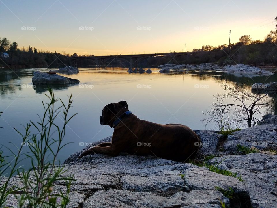 Thor by the lake, watching the sunset!