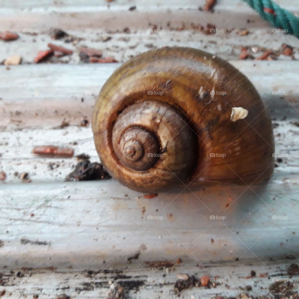 snail life