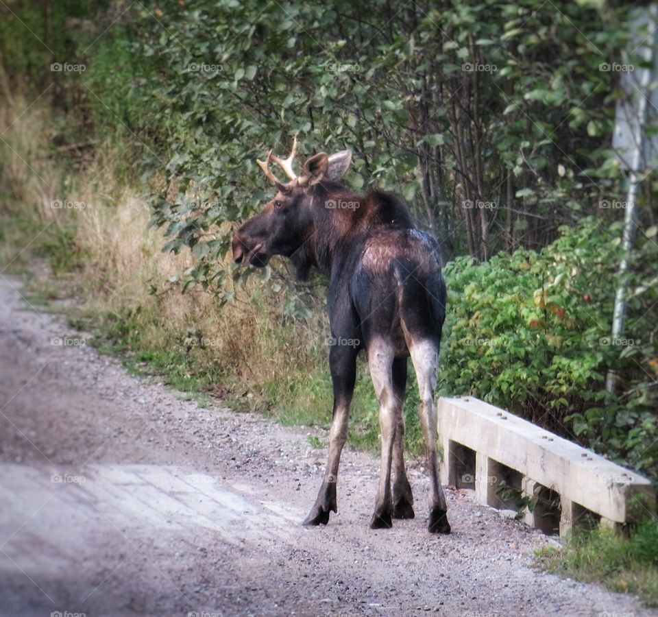 Young moose Laurentians Quebec Canada