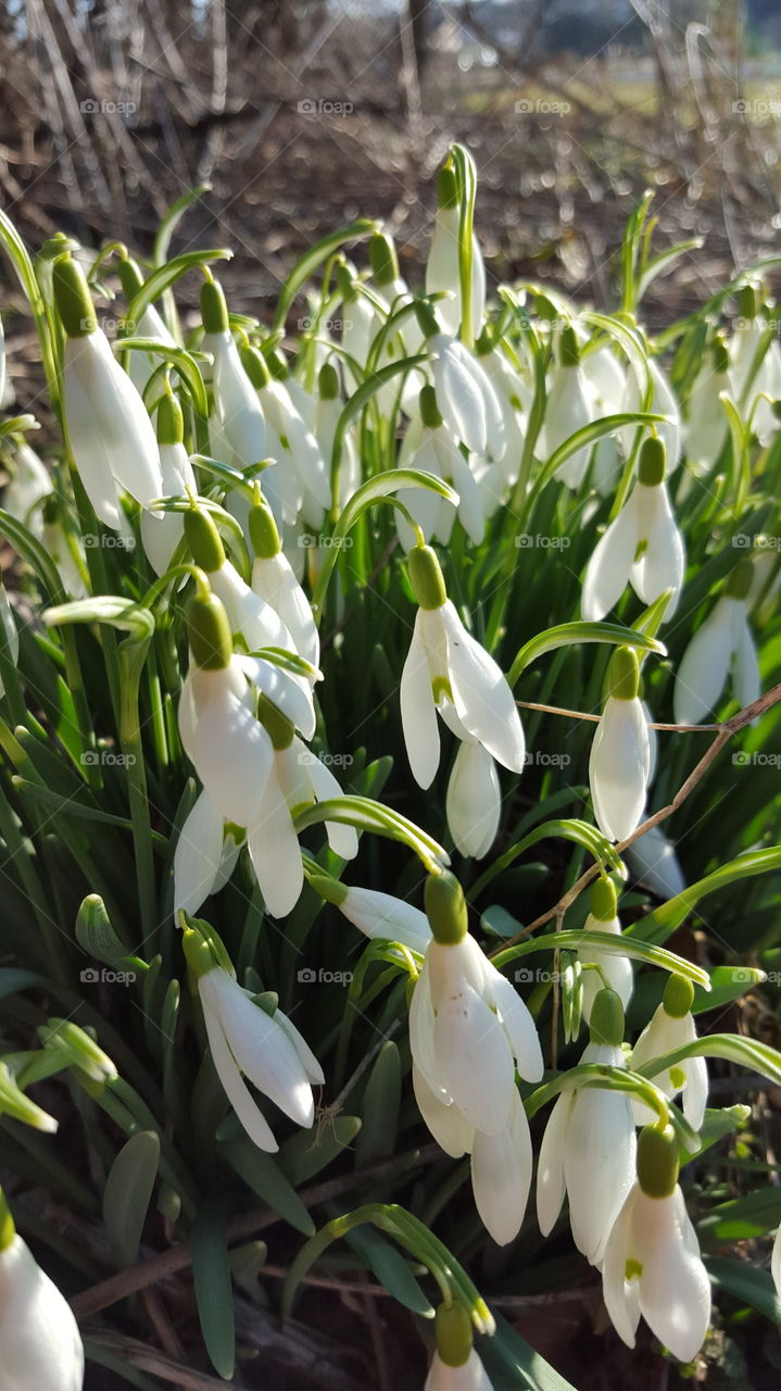 Close-up of white flowers