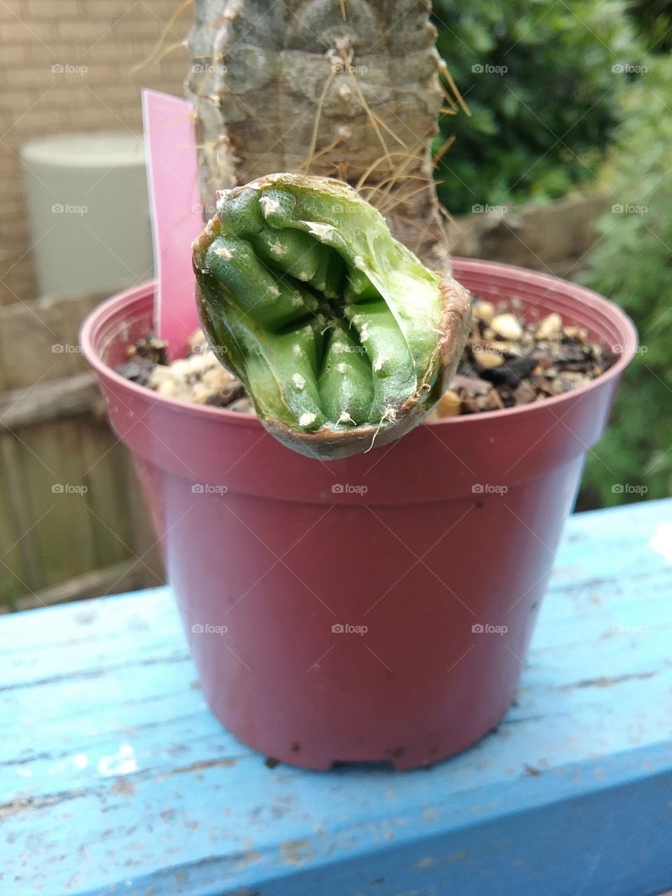 close up of the cactus mutant