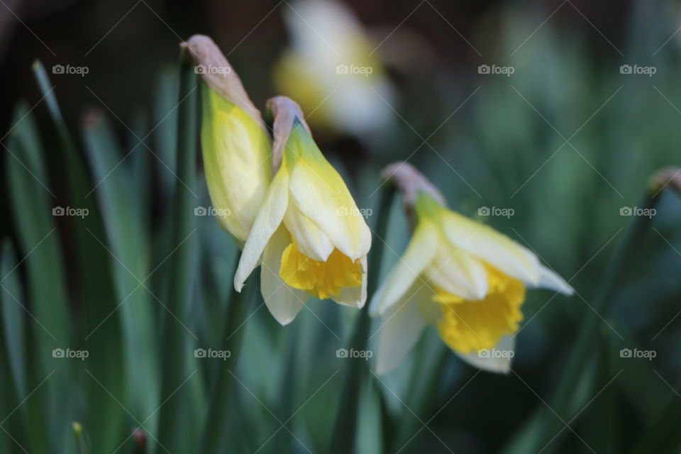 Daffodils starting to bloom 