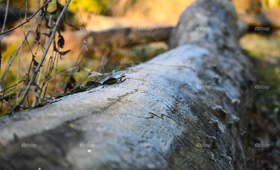 Frost covers a fallen tree on a cool morning