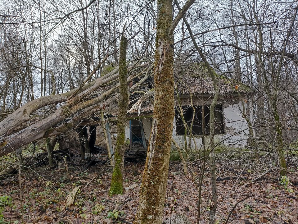 An abandoned house in the woods