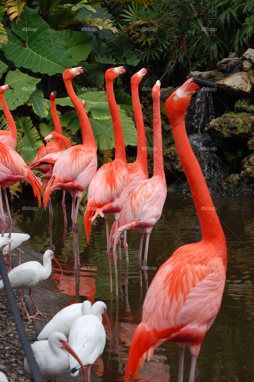 flamingos