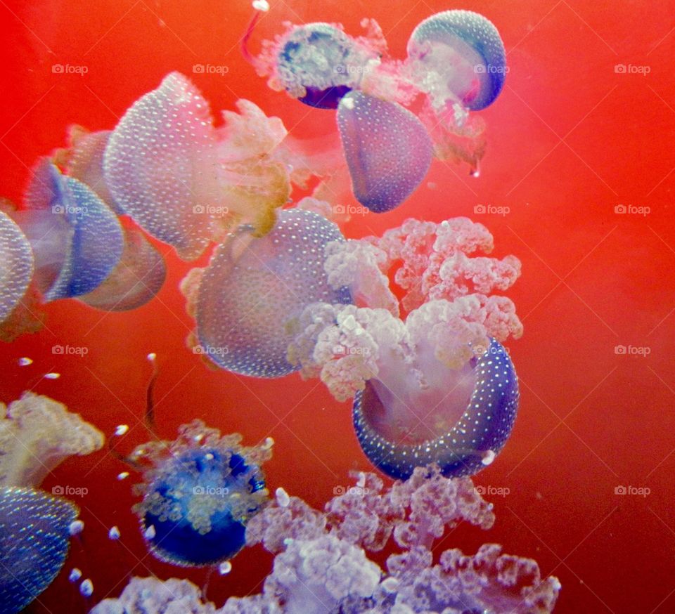 Jellyfish 