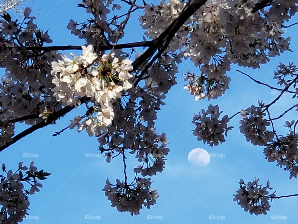 Cherry blossoms and moon