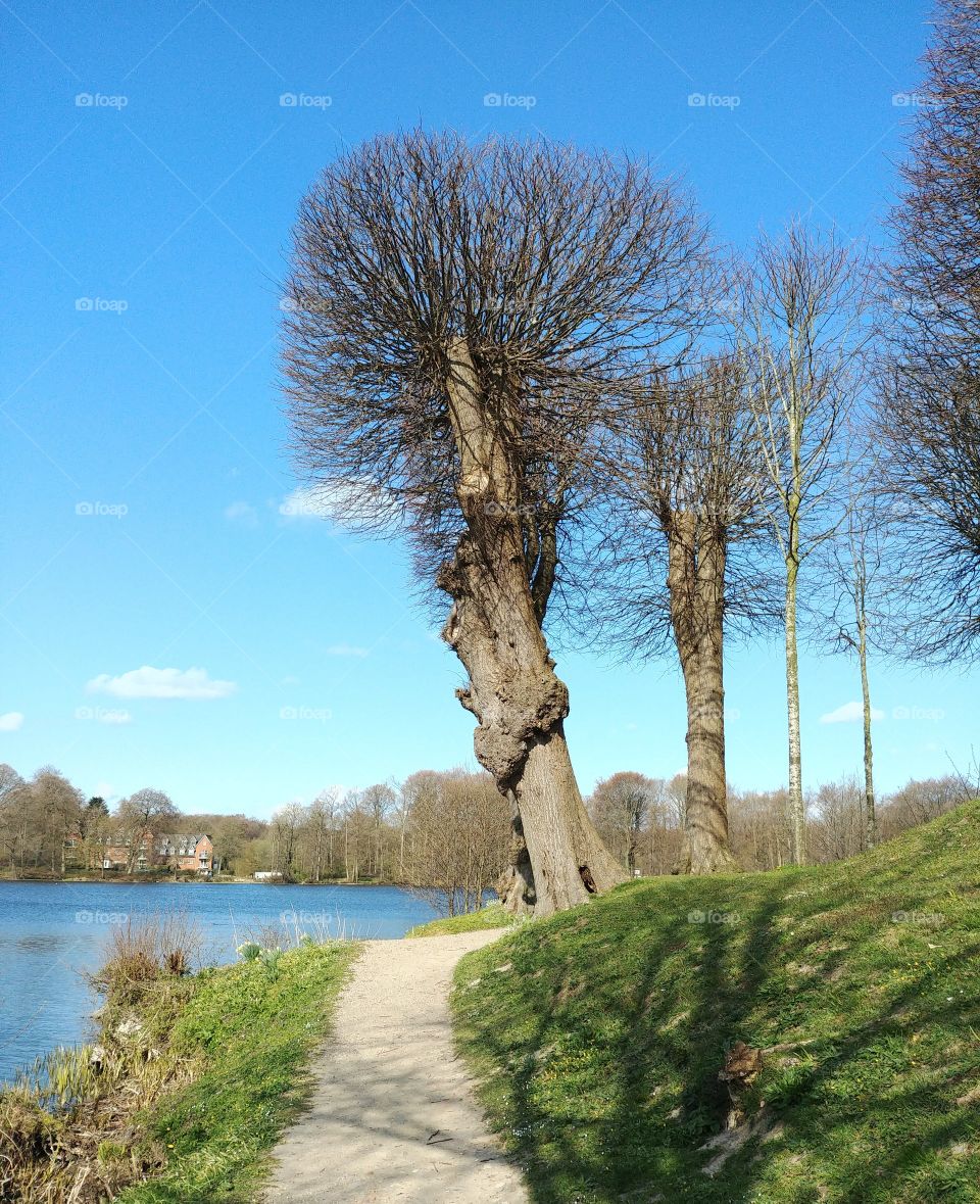 weg wandern spazieren park see