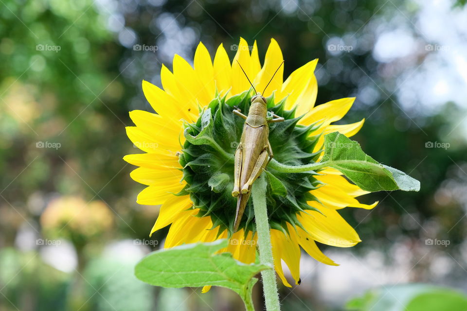 grasshopper on sunflowers