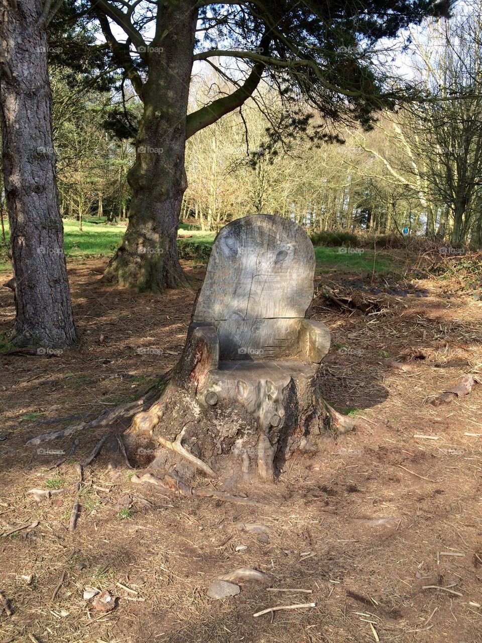 Chair in woods
