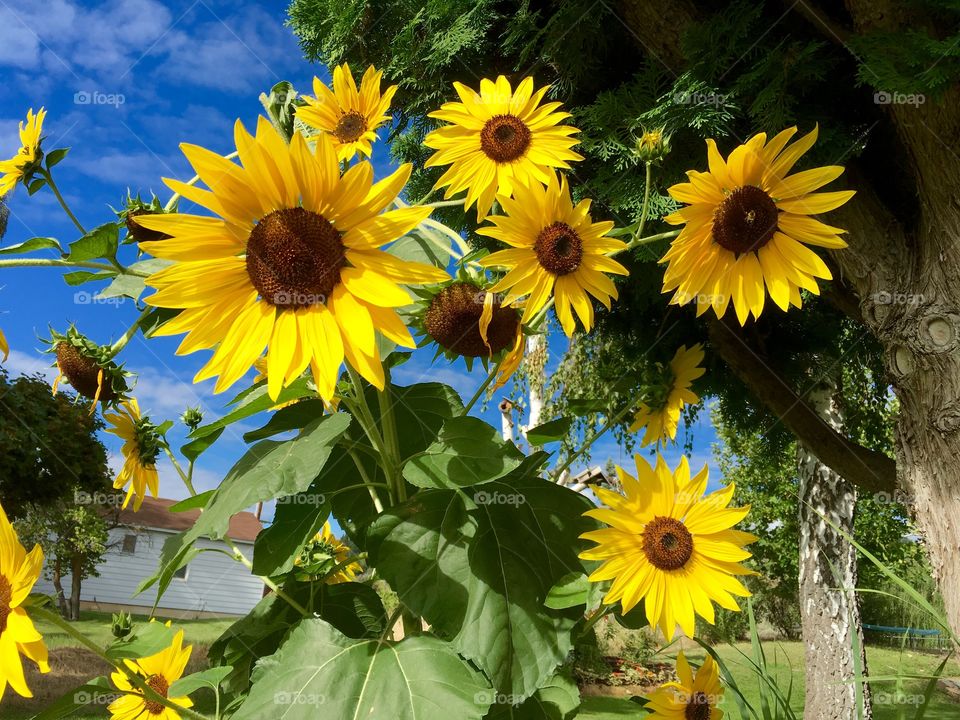 Bunch of Sunflowers