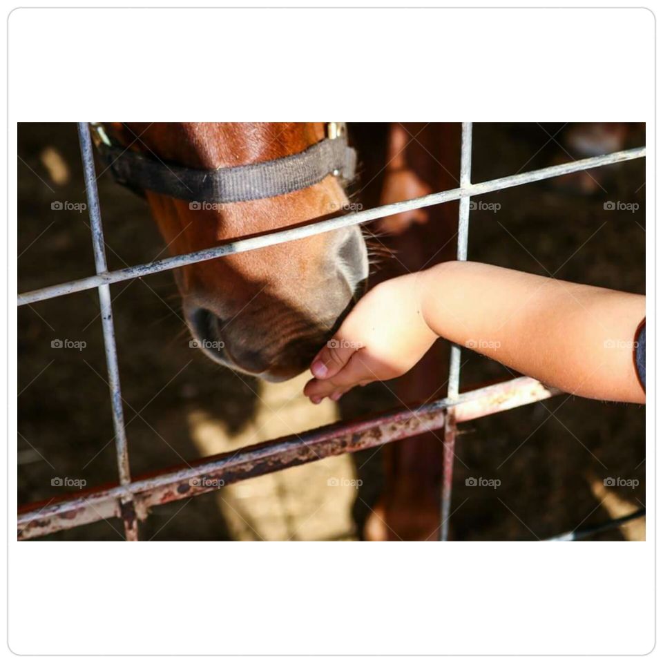 horse and hand