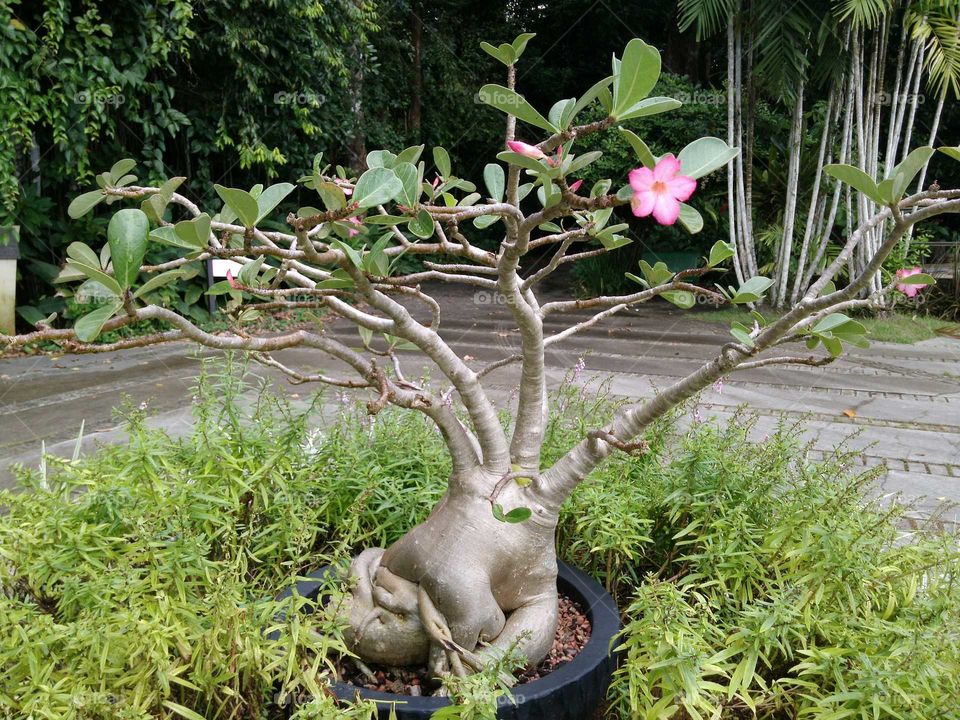 Flowering bonsai tree in pot