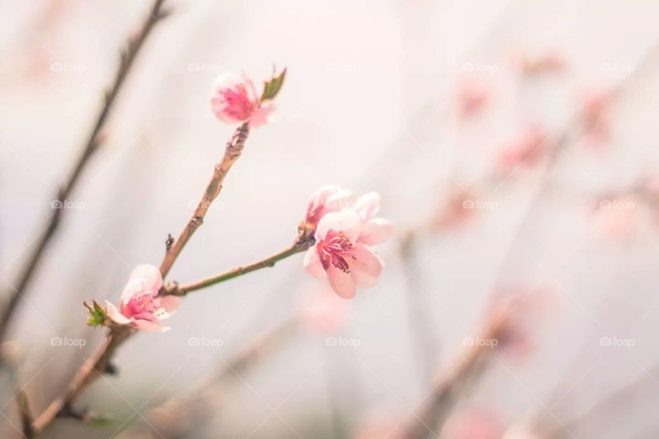 Peach Blossom. After winter with beautiful natural