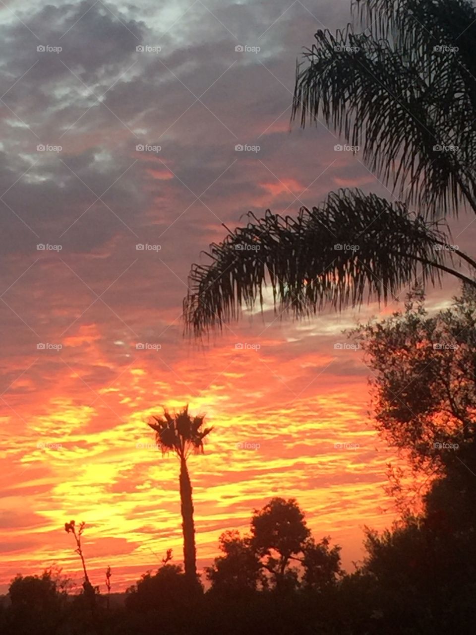 No Person, Tree, Sunset, Beach, Evening