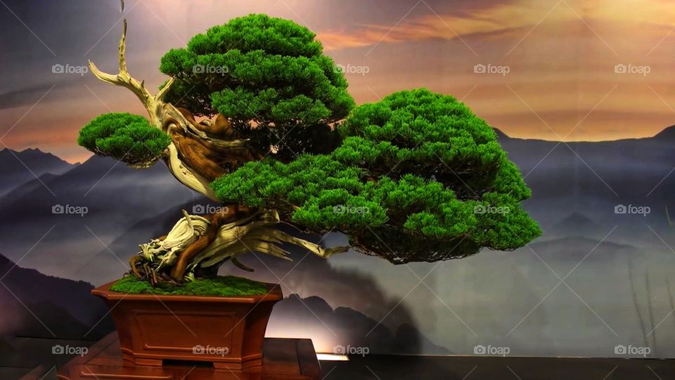 Mostra internazionale del bonsai, 2017